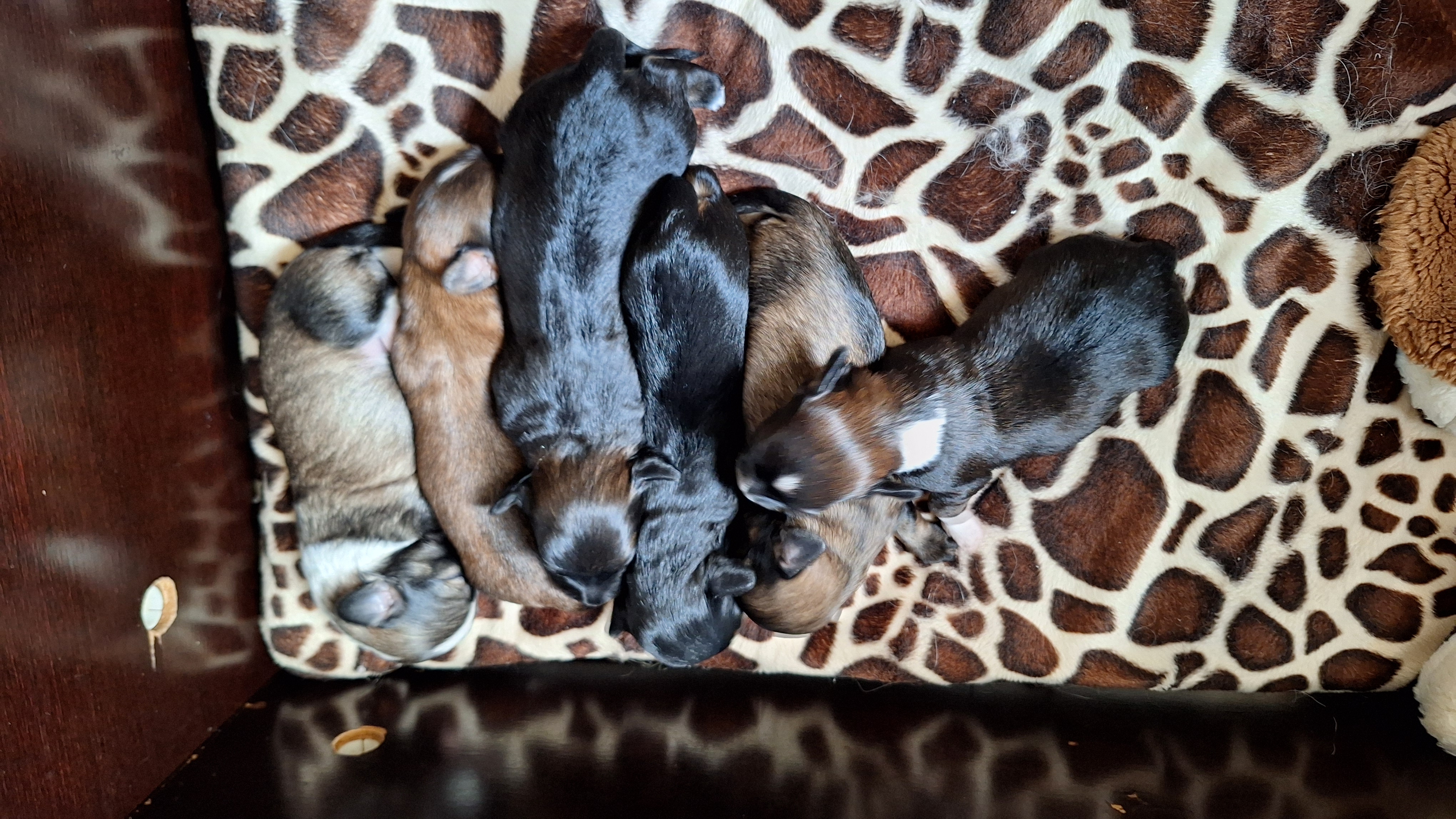 Pupfoto