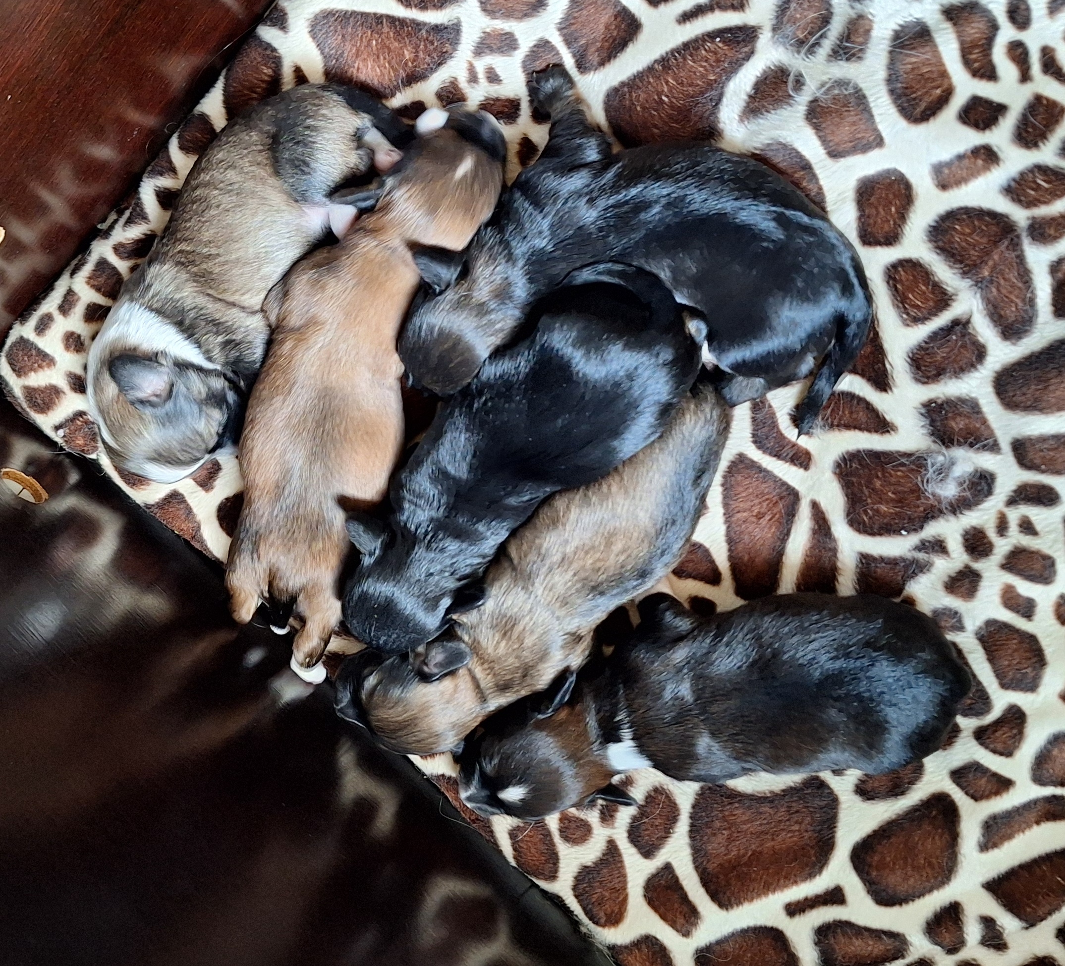 Pupfoto